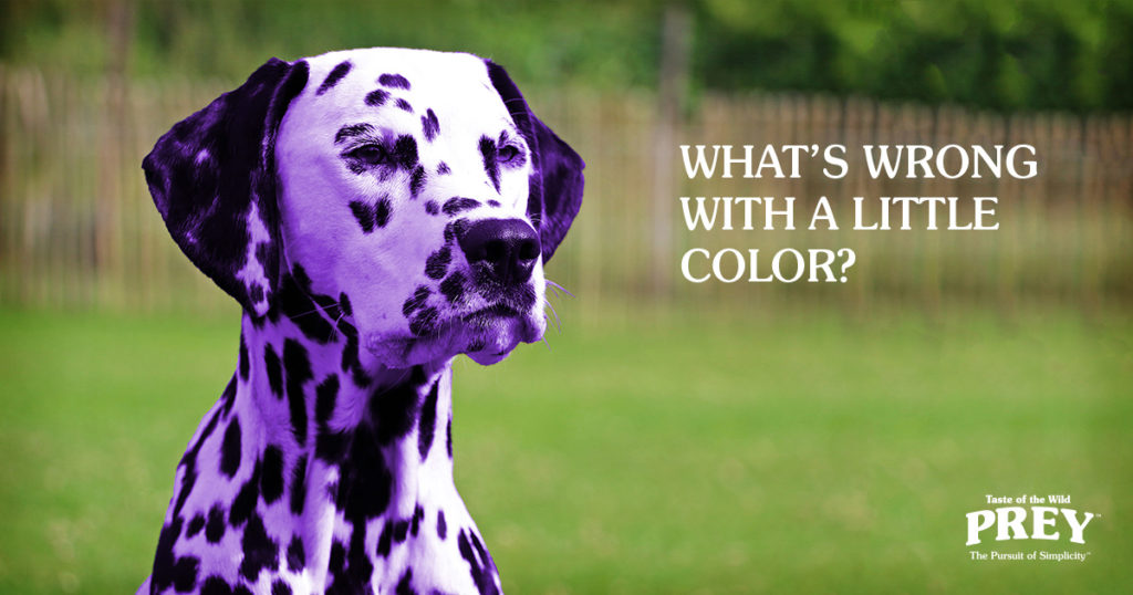 Can Dogs Eat Food Coloring?