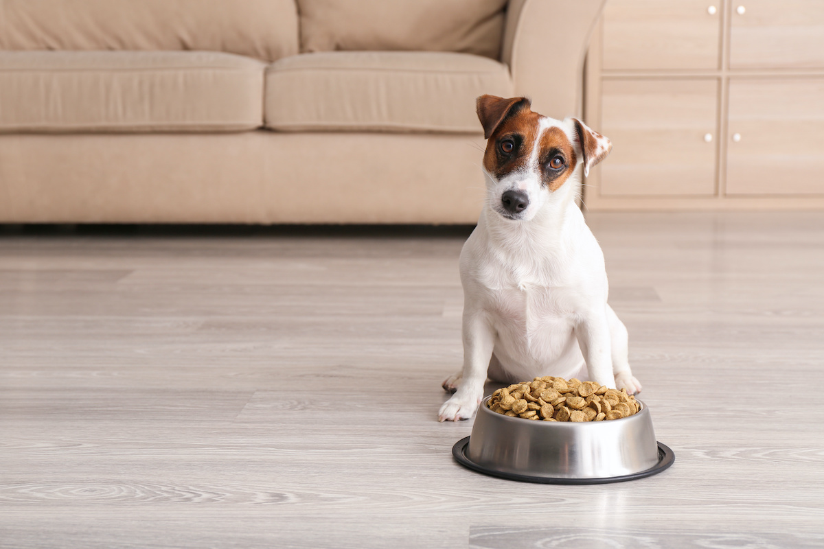 Can Dogs Eat Hot Temperature Food?