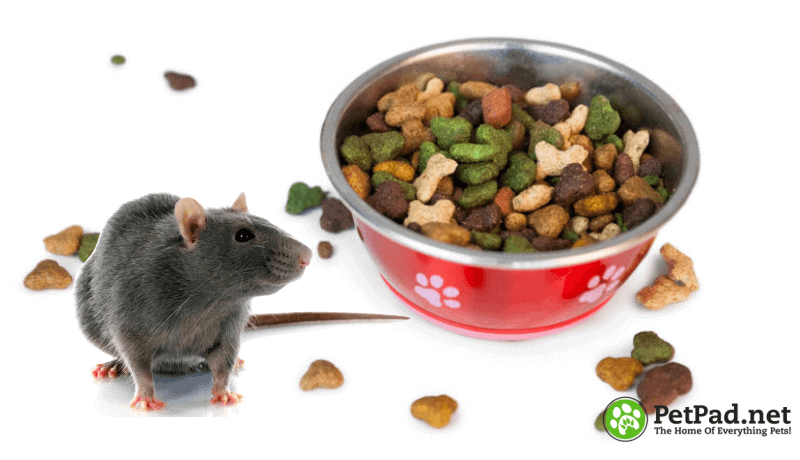 Do Rats Like Dog Food?