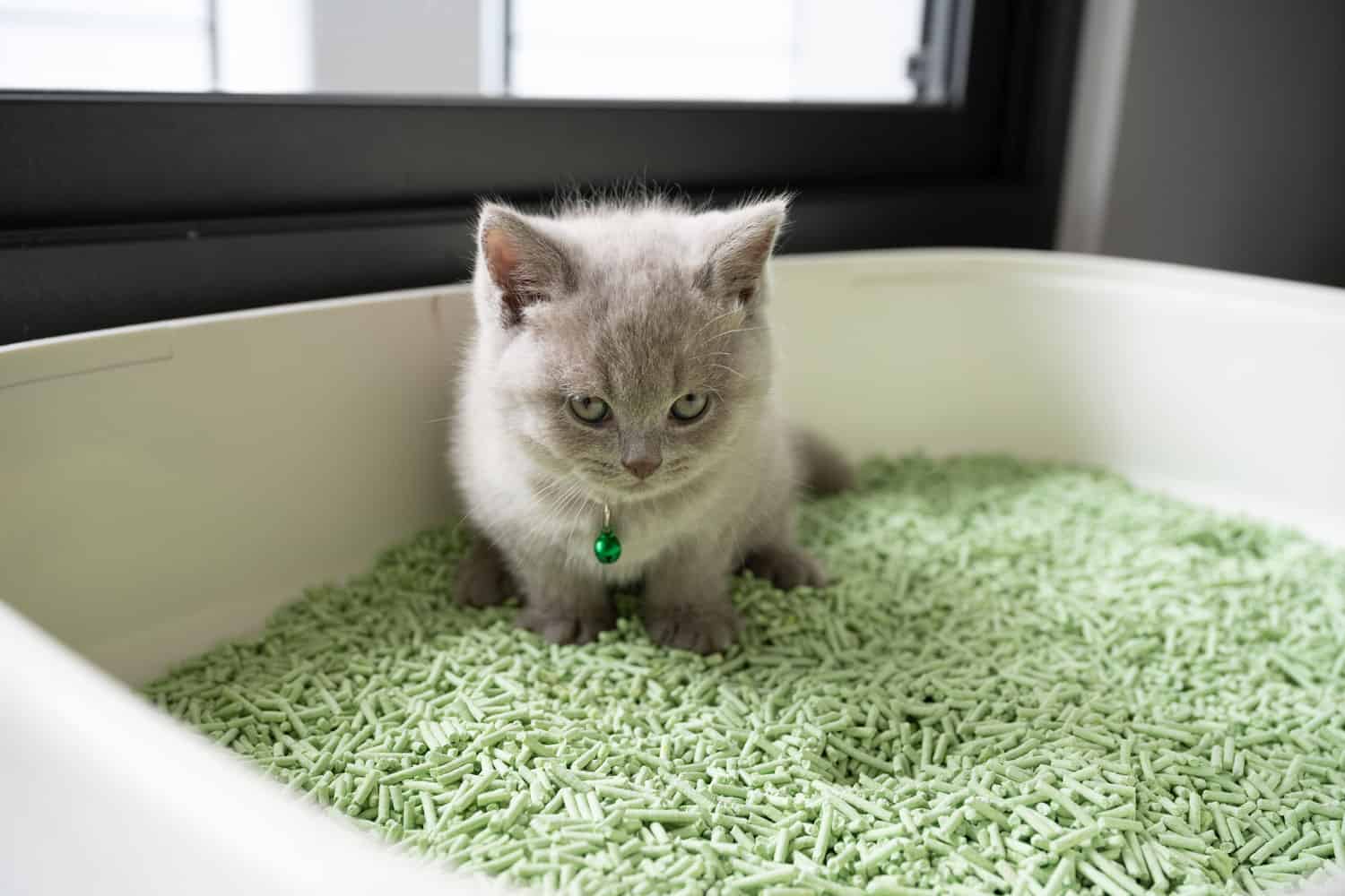 When Can Cats Use Clumping Litter?