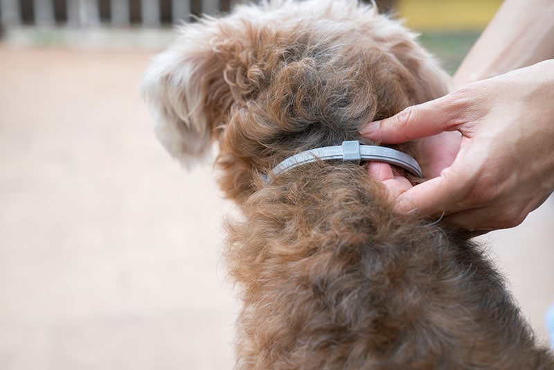 Can You Use Cat Flea Collars on Dogs?