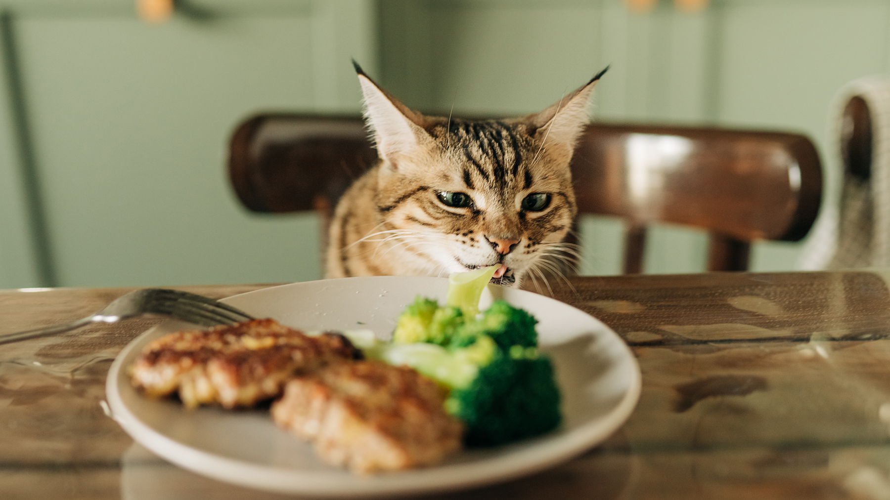 How to Discipline a Cat for Stealing Food?