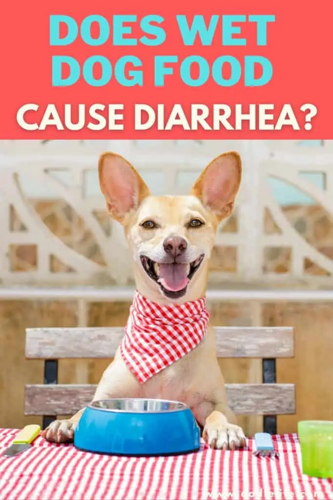 Can Wet Dog Food Cause Diarrhea?