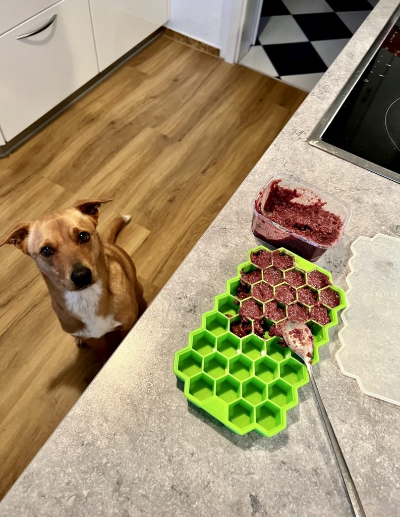 Can Dogs Eat Frozen Food?