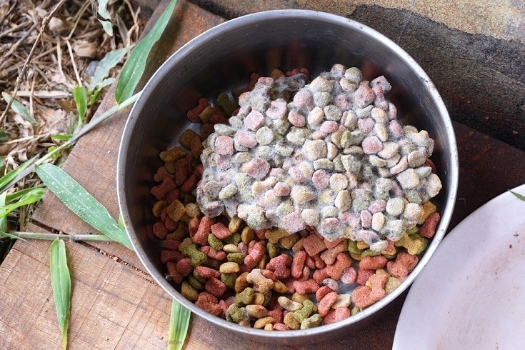 Can Dry Dog Food Go Bad in Heat?