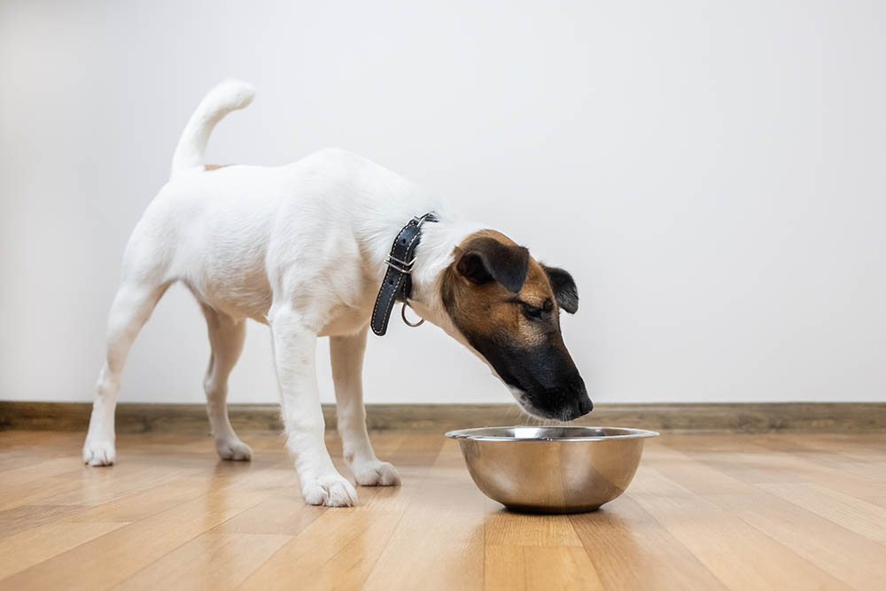 Why Does My Dog Sniff His Food and Walk Away?